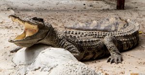 Храм крокодила — Ват Чакрават