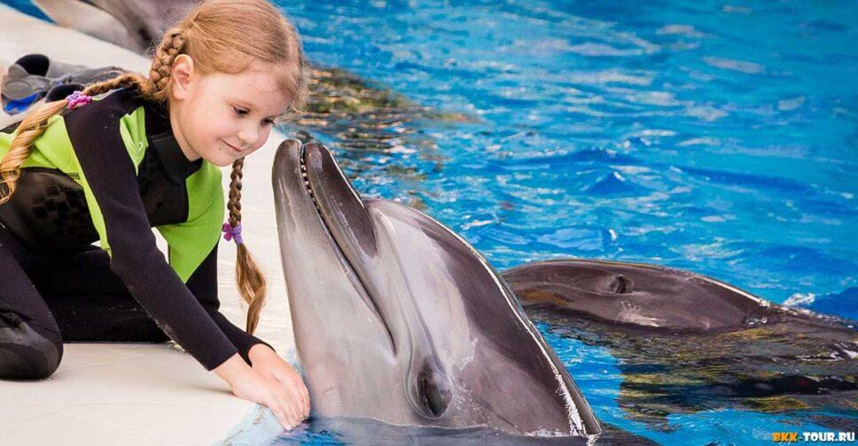 Большой Сочинский дельфинарий ждет гостей